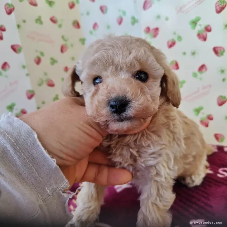 ID：2501-01051の子犬