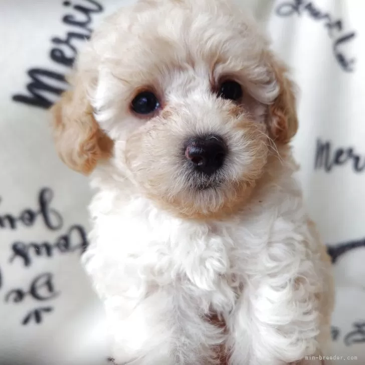 ID:2509-05012の子犬