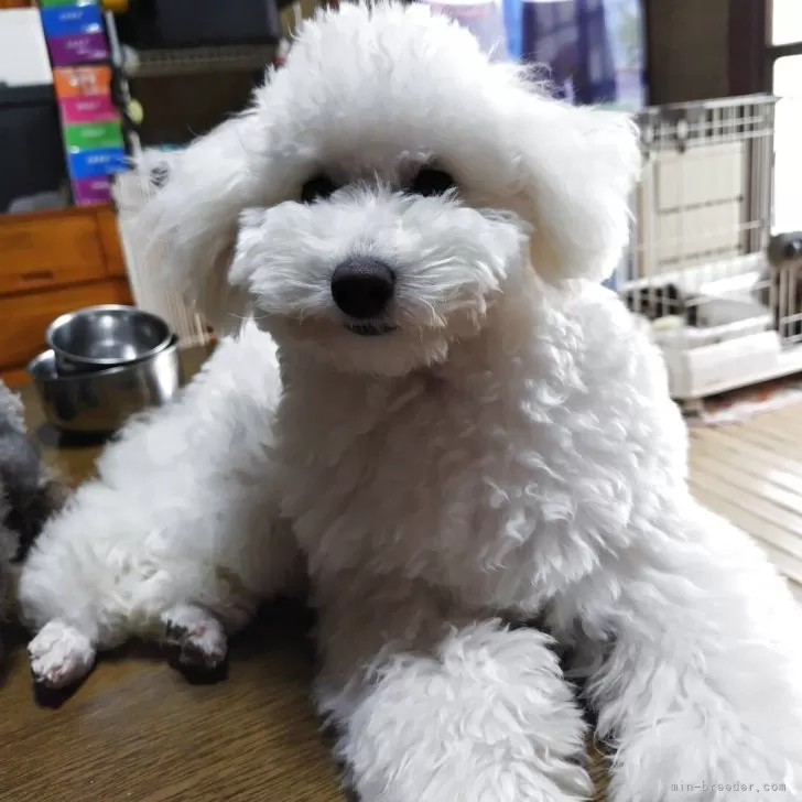 ID：2410-02512の子犬