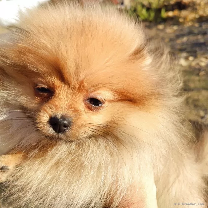 ポメラニアン【栃木県・女の子・2025年8月13日・オレンジ】の写真1「モコモコで毛量あり。まるで毛玉のようなですす」