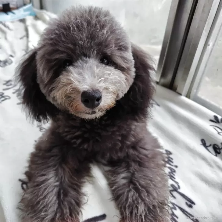 ちーちゃん 様のお迎えした子犬