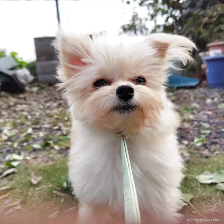 ID：2502-04180の子犬