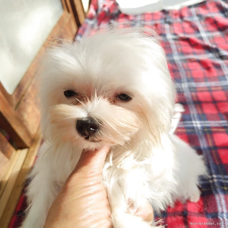 ブリーダー画像