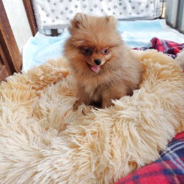 ポメラニアン【栃木県・女の子・2025年9月9日・オレンジ】の写真「元気一杯食いしん坊さんですお鼻短めで可愛い子」