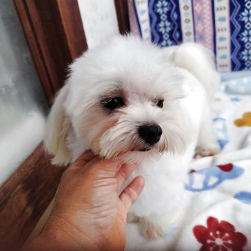 マルチーズ【栃木県・男の子・2024年9月2日・ホワイト】の写真「お膝の上大好きベタベタな人好きくん。追記事項あり」