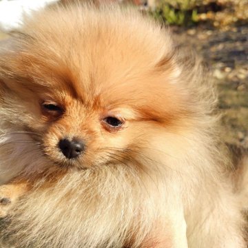 ポメラニアン【栃木県・女の子・2025年8月13日・オレンジ】の写真「タヌキ顔のポメちゃん人好きさんで明るい性格」