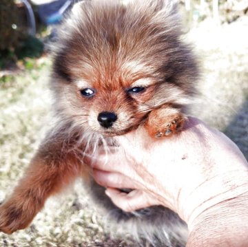 ポメラニアン【栃木県・女の子・2025年8月13日・オレンジセーブル】の写真「タヌキ顔ポメさん遊び好きな子」