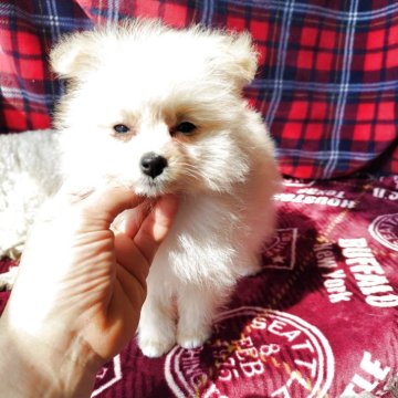 ポメプー(トイプードル×ポメラニアン)【栃木県・女の子・2025年1月21日・クリーム】の写真「小振りだけど元気な子」