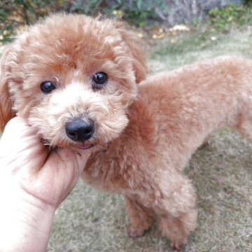 トイプードル(タイニー)【栃木県・女の子・2025年3月26日・レッド】の写真「12月で販売終了予定です。性格の明るい子です。」
