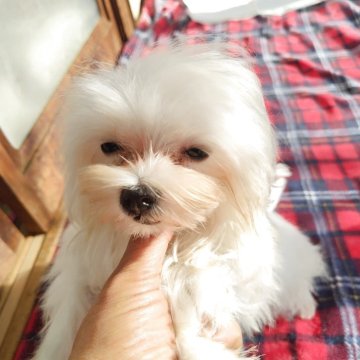 マルチーズ【栃木県・女の子・2025年6月8日・ホワイト】の写真「小顔でお鼻短めの可愛い子。生後4ヶ月で1.01kg」