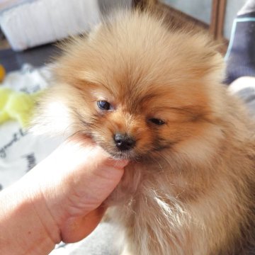 ポメラニアン【栃木県・女の子・2025年8月13日・オレンジ】の写真「タヌキ顔のポメちゃん人好きさんで明るい性格」