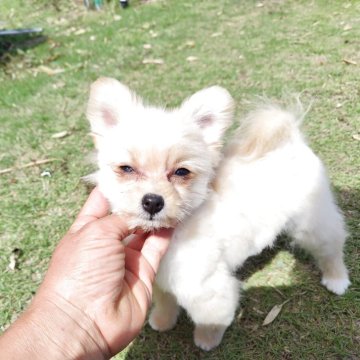 ポメプー(トイプードル×ポメラニアン)【栃木県・女の子・2025年1月21日・クリーム】の写真「小振りだけど元気な子」