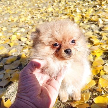ポメラニアン【栃木県・女の子・2025年9月9日・オレンジ】の写真「お鼻短めご飯大好きな子クリスマス特別価格に変更しま」
