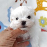 マルチーズ
