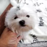 マルチーズ