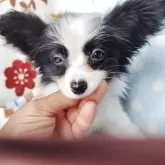 パピヨン