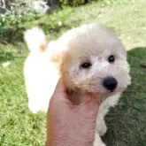 トイプードル(トイ)