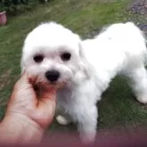 マルチーズ