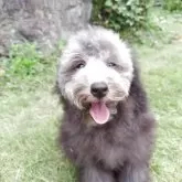 タイニープードル