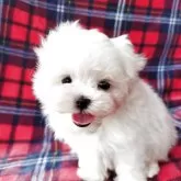 マルチーズ