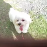 マルチーズ