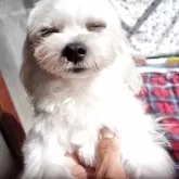 マルチーズ【栃木県・男の子・2024年9月2日・ホワイト】の写真2「写真の時に目を細めてしまうクセがあります。」