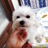 マルチーズ【栃木県・男の子・2024年9月2日・ホワイト】の写真7