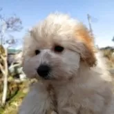 トイプードル(トイ)【栃木県・女の子・2025年8月17日・アプリコット(クリーム系)】の写真3