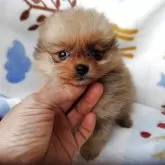 ポメラニアン【栃木県・女の子・2025年9月9日・オレンジ】の写真6
