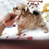 ポメラニアン【栃木県・女の子・2025年9月9日・オレンジ】の写真7