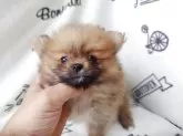 ポメラニアン【栃木県・女の子・2025年8月13日・オレンジ】の写真14
