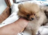 ポメラニアン【栃木県・女の子・2025年8月13日・オレンジ】の写真11