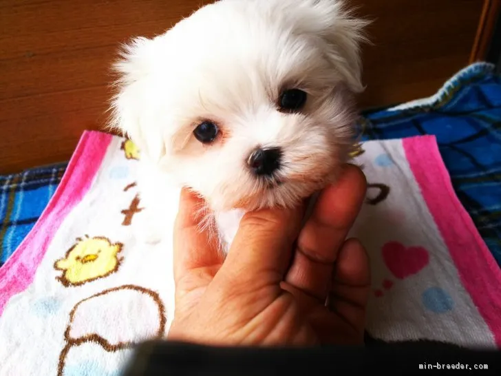 ID：2002-02254の子犬