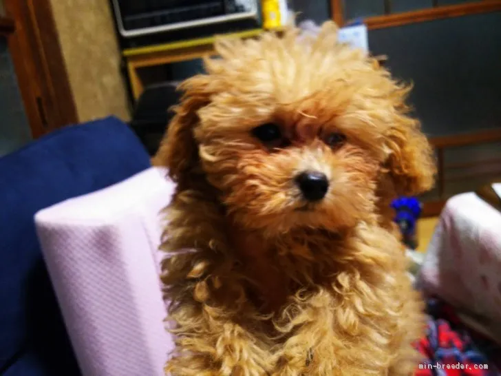 ID：2104-01674の子犬