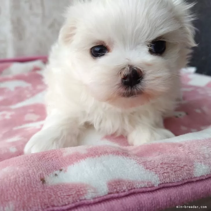ID:2402-01209の子犬