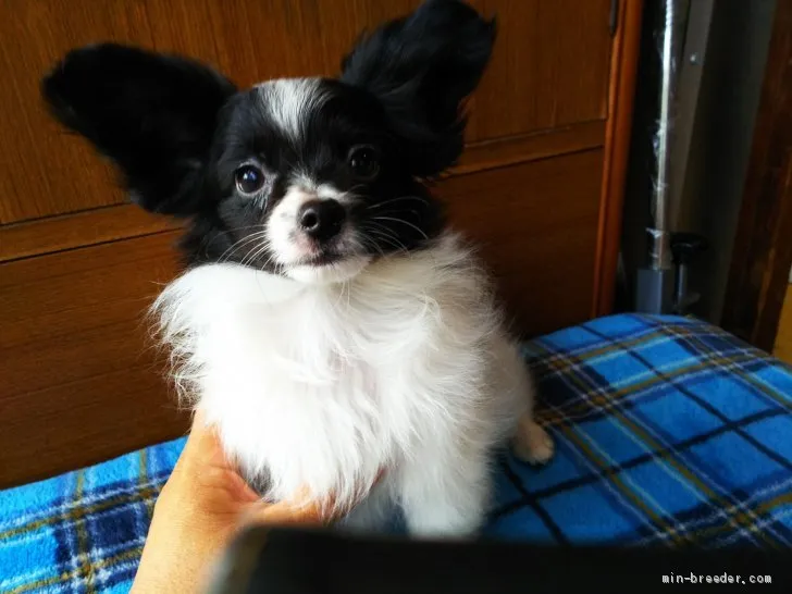 ID:2004-01552の子犬
