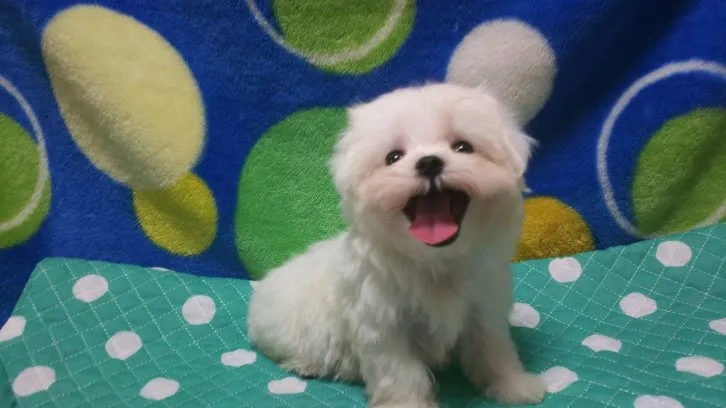 ID:1608-01504の子犬
