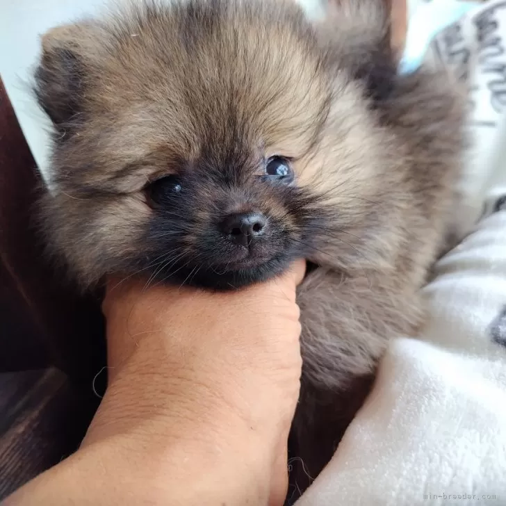 ID:2408-07574の子犬