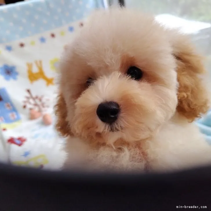 ID:2308-01318の子犬