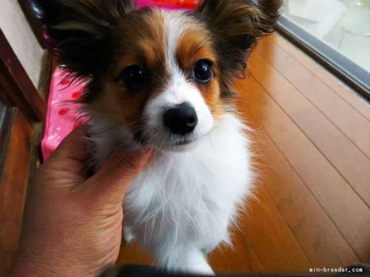 ID：1811-02158の子犬