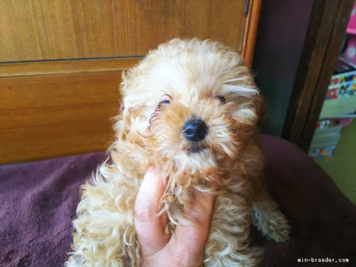 ID:1712-01170の子犬