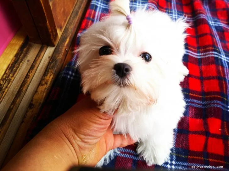 ID:1903-02162の子犬