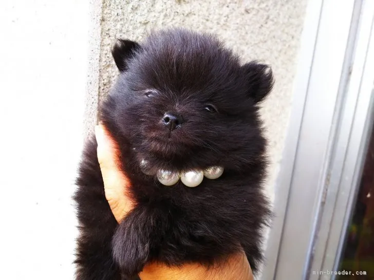 ID:1805-01081の子犬