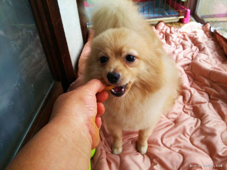 ID:1610-02112の子犬