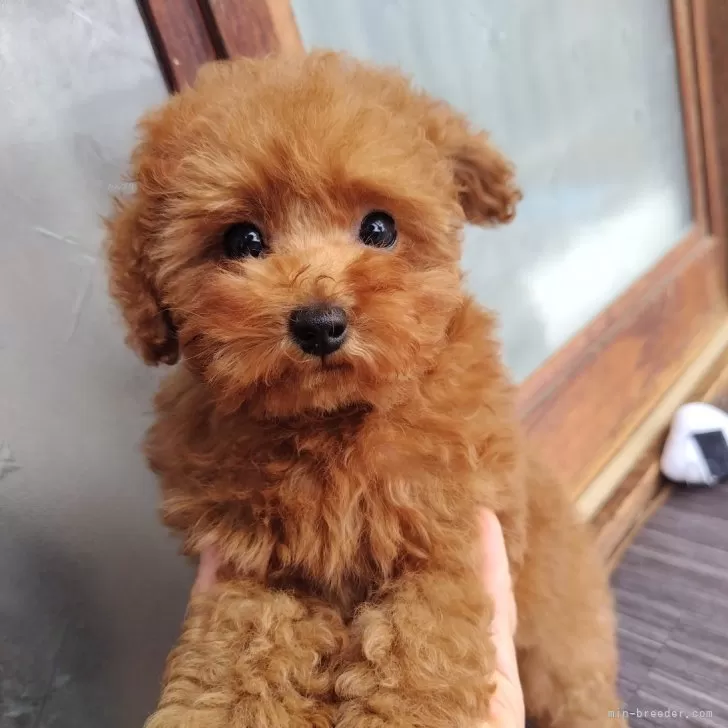 ID:2403-05225の子犬
