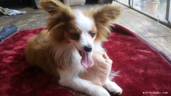 ID：1602-01081の子犬