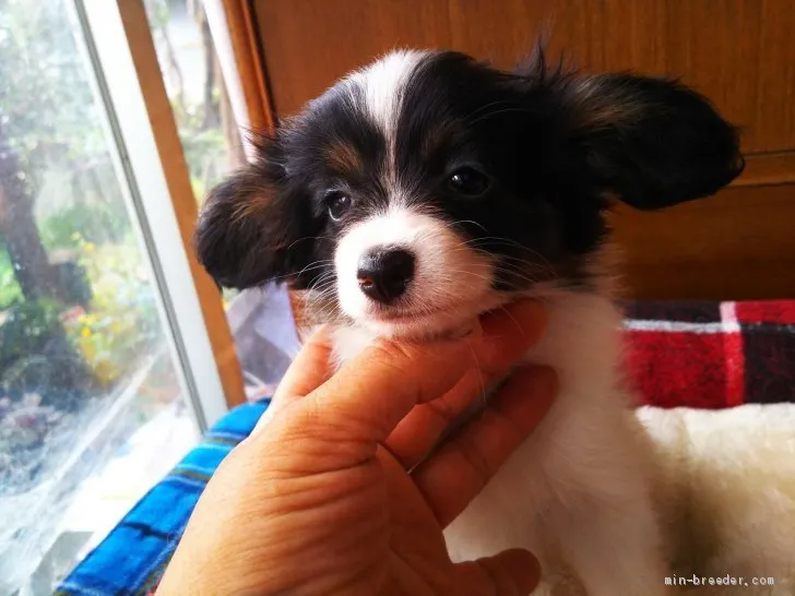 ID：1908-00313の子犬