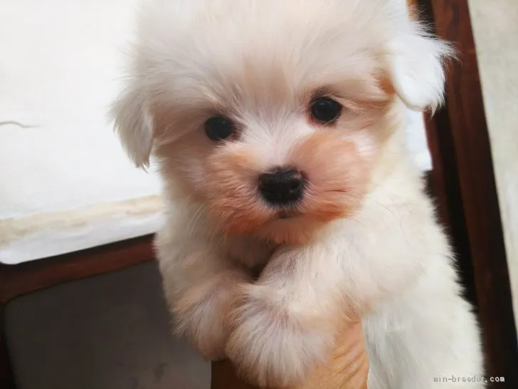 ID：2009-03038の子犬