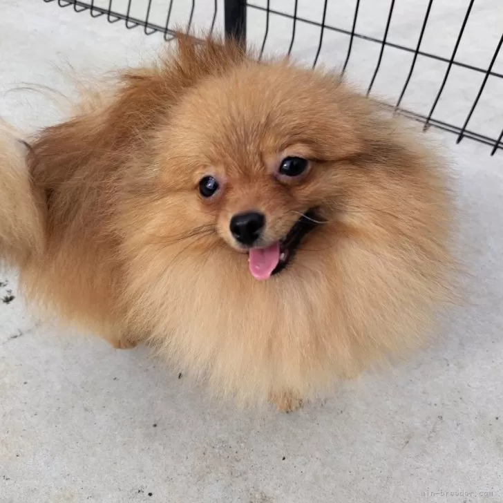 Y.O 様のお迎えした子犬