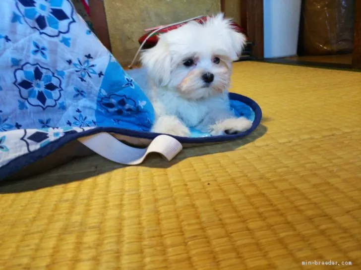 ID:1903-00318の子犬